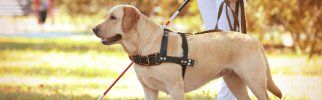 Chien guide pour malentendants